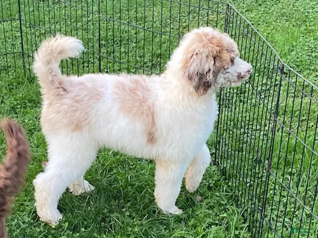 Standard Poodle dogs Tyson- genetic clear - Ad 1