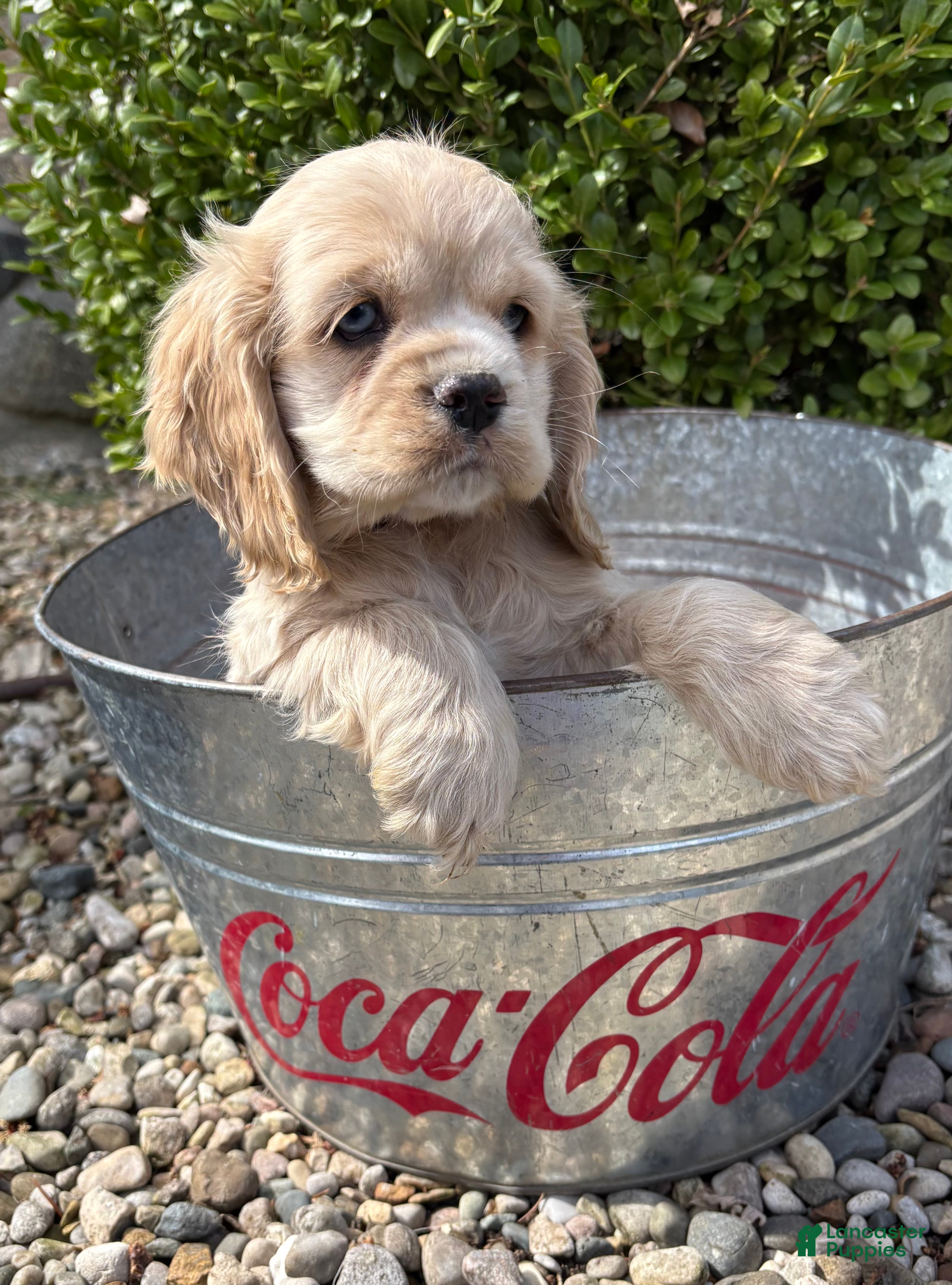 Cocker Spaniel dogs Ivory - Ad 1