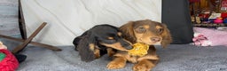 Miniature Dachshund dogs for sale: Import champion blood - Ad 10