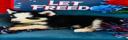 Siberian Husky dogs for sale: Rolex - Ad 3