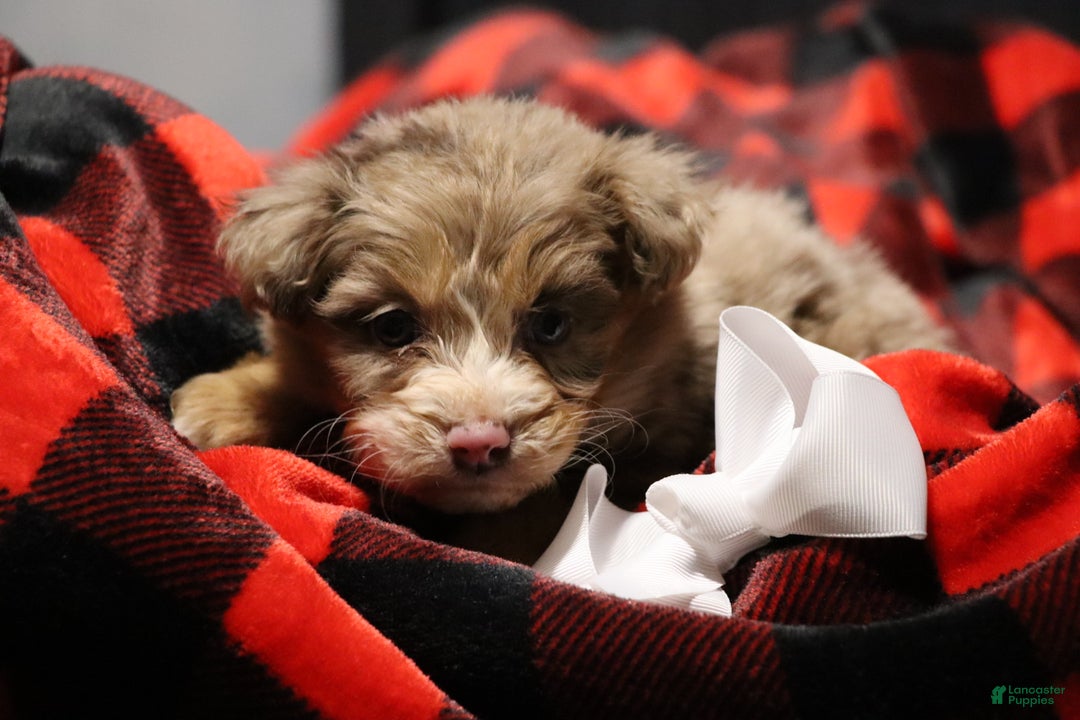 Mixed Breed dogs for sale: Poppy  - Ad 6