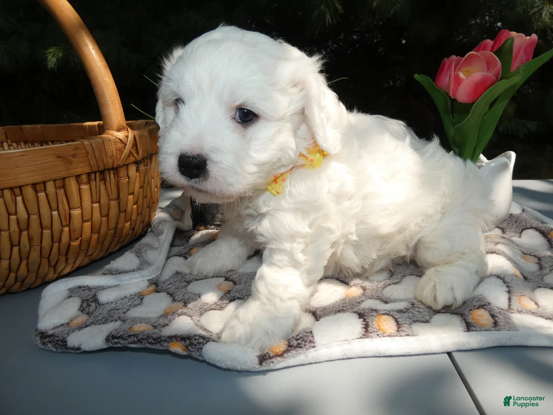 Mini Bernedoodle dogs for sale: Mini Bernedoodle 1 Ragan - Ad 2