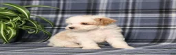 Miniature Poodle dogs for sale: Xavier - Ad 4