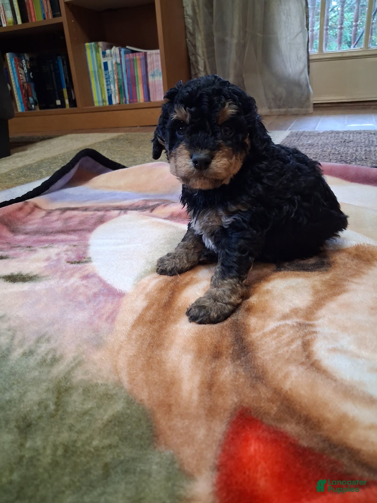 Mini Goldendoodle dogs Chief - Ad 2