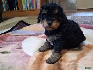 Mini Goldendoodle dogs Chief - Ad 2