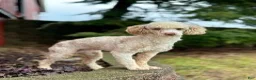 Mixed Breed dogs for sale: Nash - Ad 7