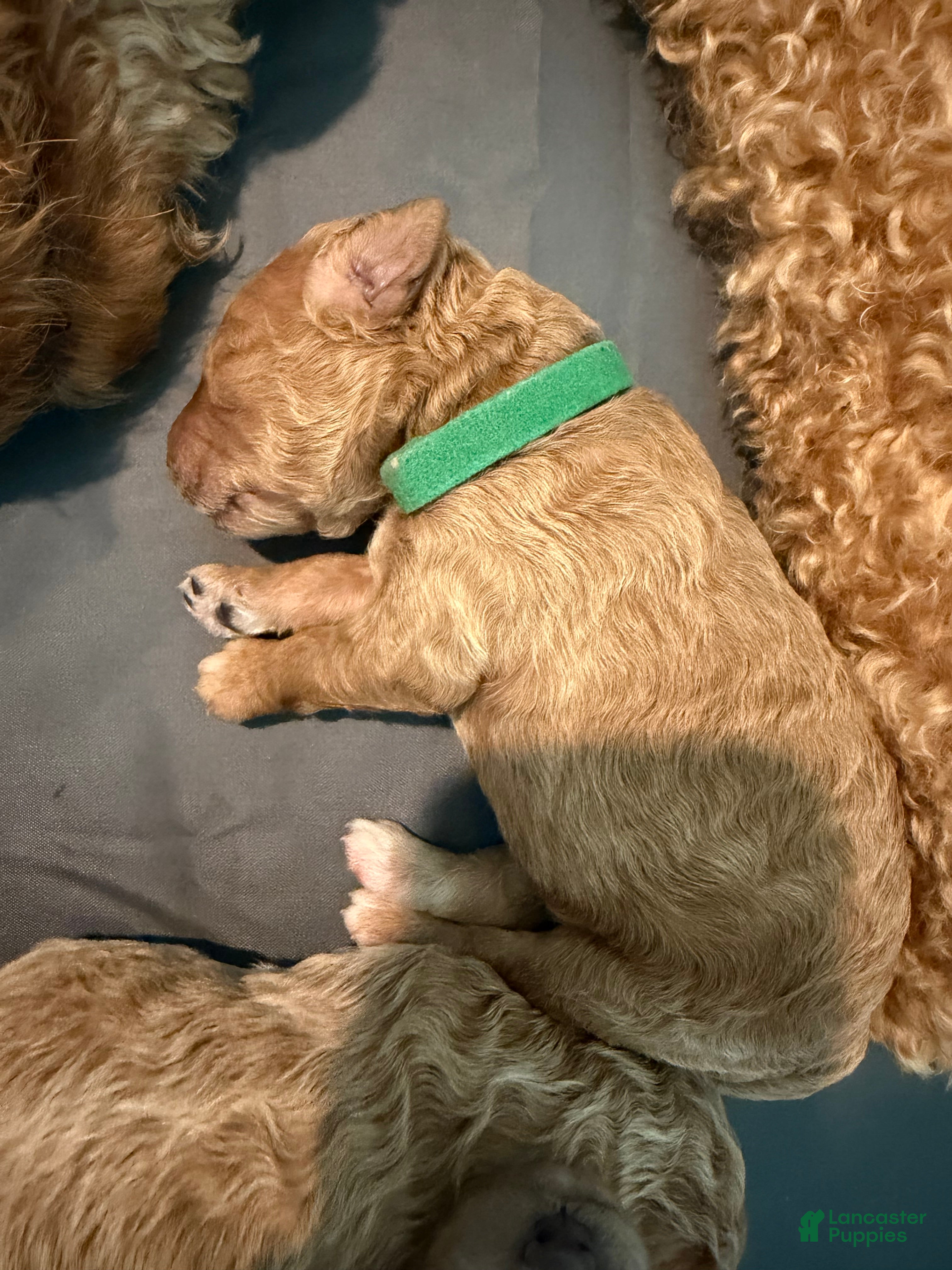 Goldendoodle dogs for sale: Biscuit - Ad 1