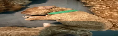 Biscuit