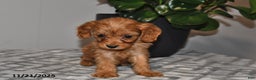 Cavapoo dogs for sale: Daisy - Ad 4