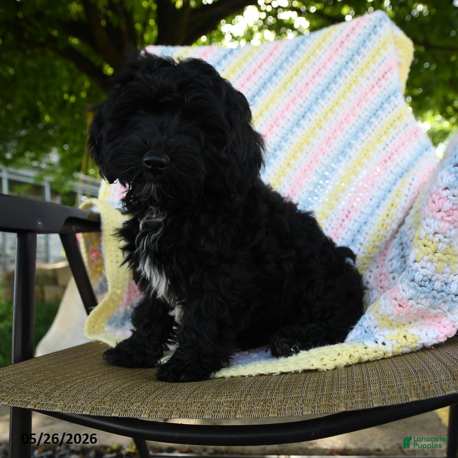 Havapoo dogs Bouncer - Ad 2