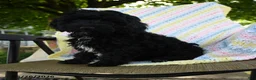 Havapoo dogs for sale: Bouncer - Ad 2