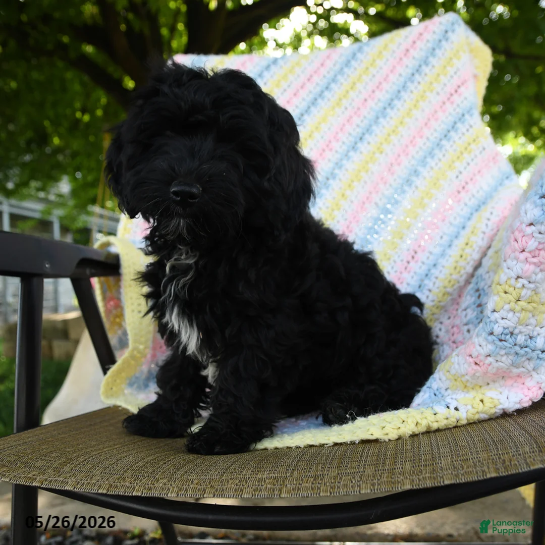 Havapoo dogs for sale: Bouncer - Ad 2