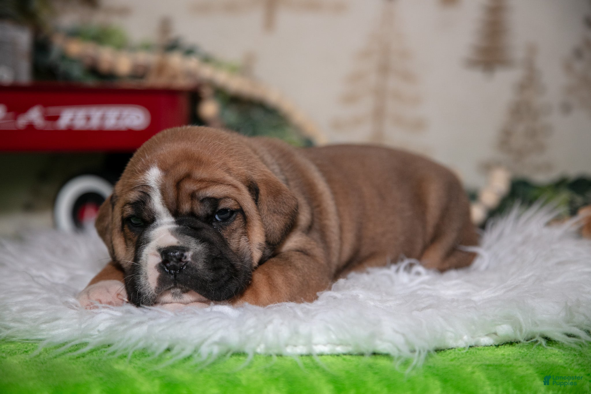 Mixed Breed dogs Ben - Ad 25