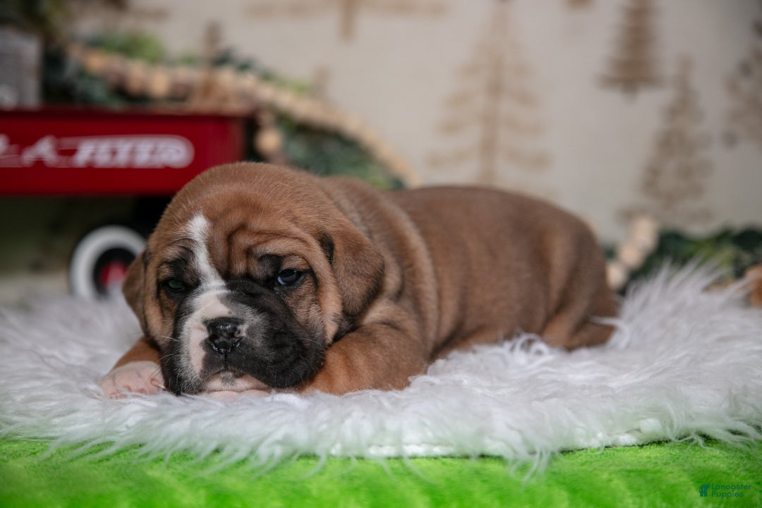 Mixed Breed dogs for sale: Ben - Ad 1