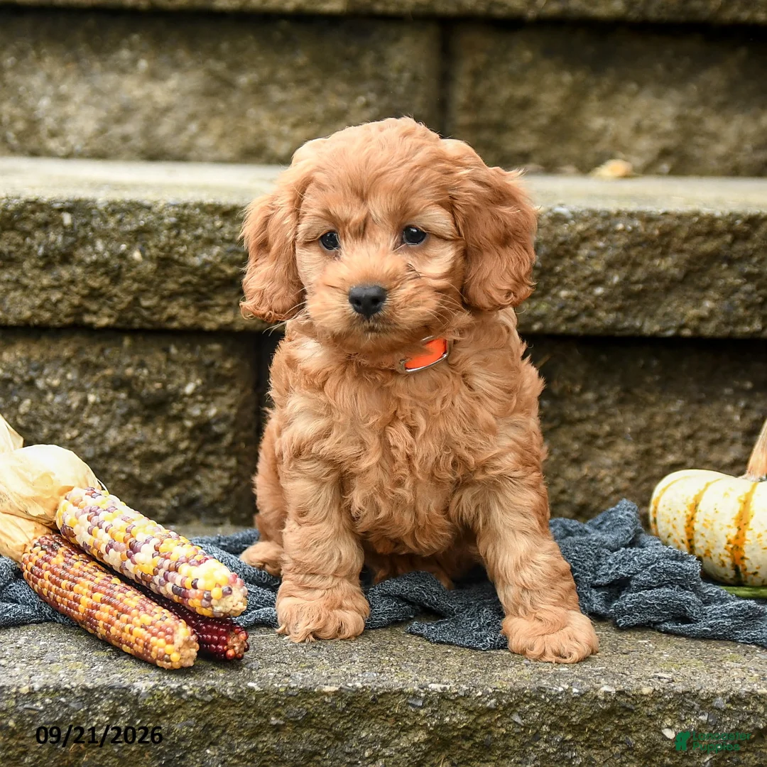 Cockapoo dogs for sale: Max - Ad 2