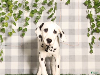 Dalmatian dogs Luna - Ad 30