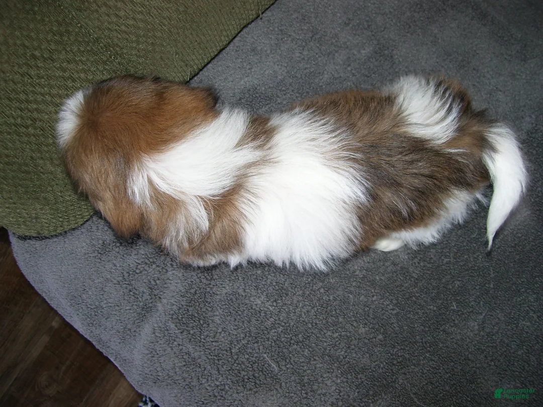 Shih Tzu dogs for sale: TOBY - Ad 2