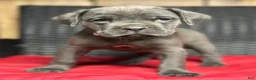 Cane Corso dogs for sale: Rita - Ad 5