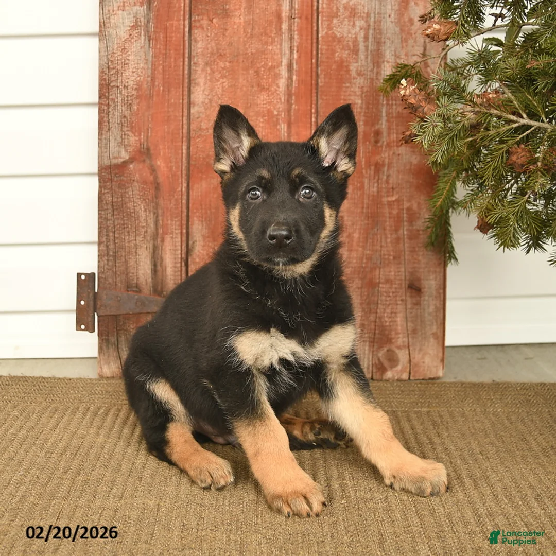 German Shepherd dogs for sale: Biscut  - Ad 1