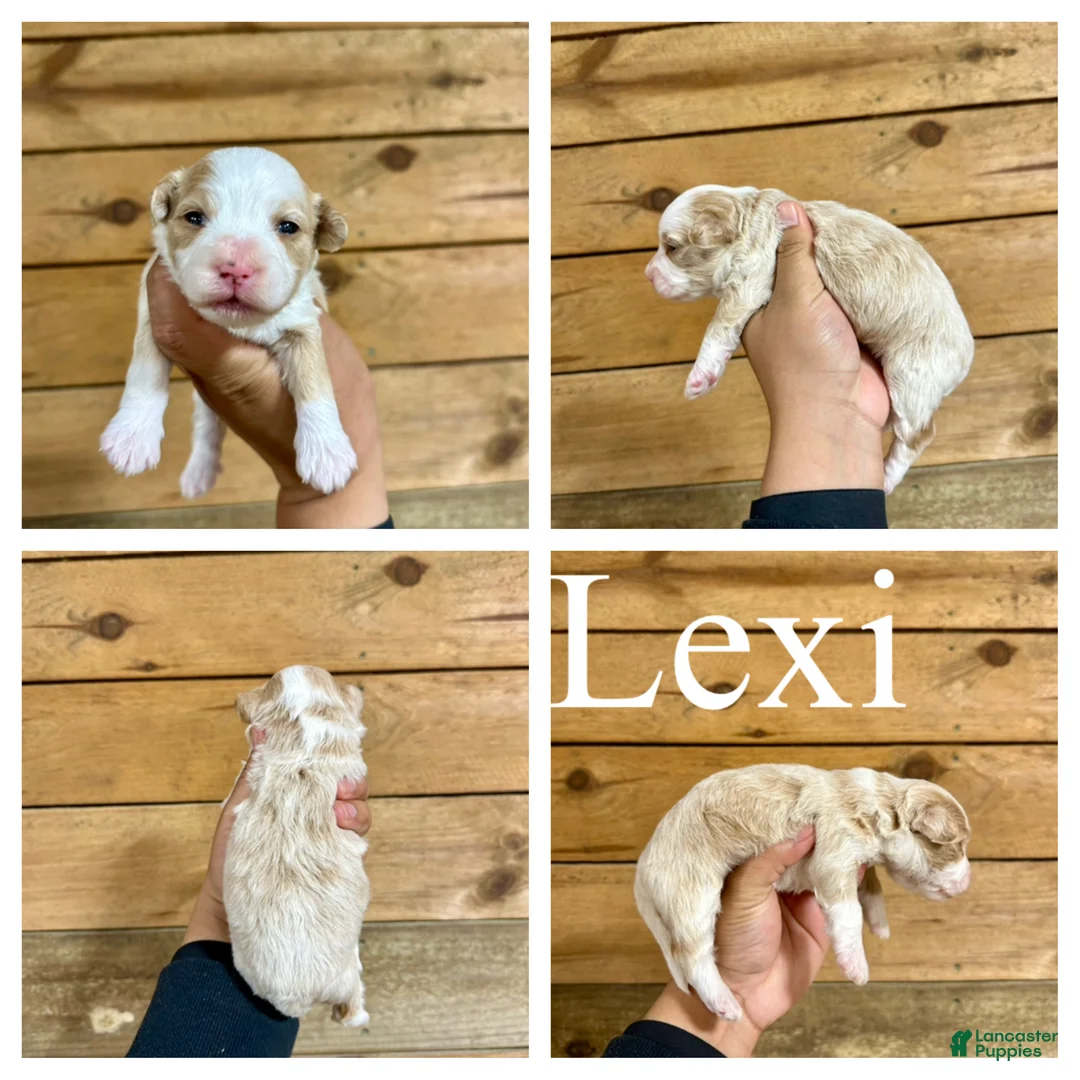 Mixed Breed dogs for sale: Lexi - Micro Mini F1b - Ad 1