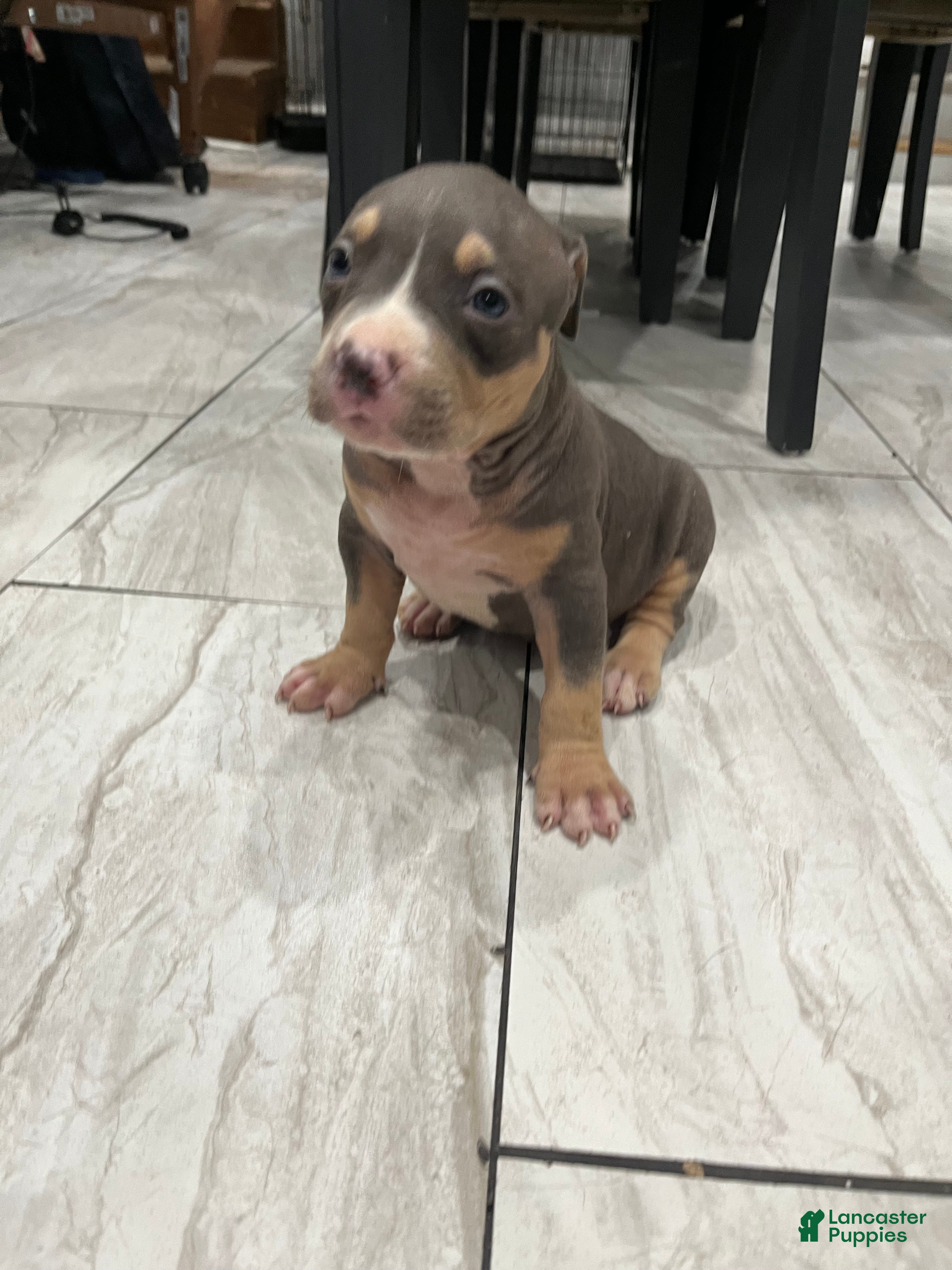 American Bully dogs Boy 2 - Ad 1