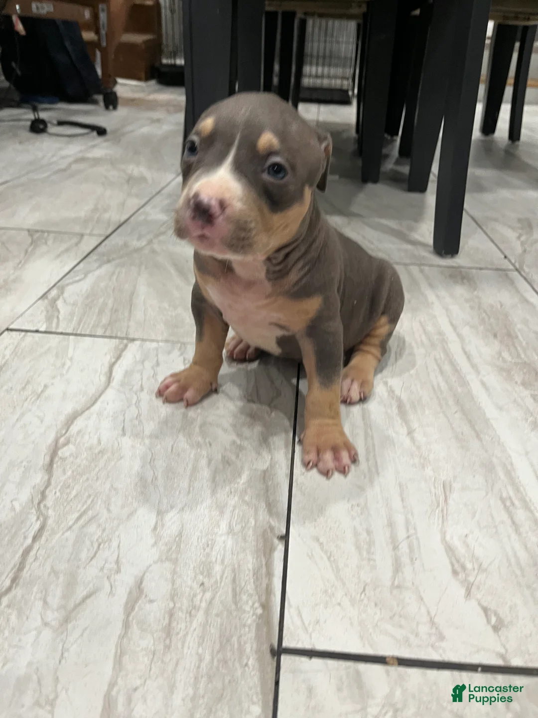 American Bully dogs for sale: Boy 2 - Ad 1