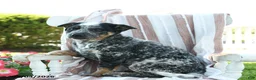 Australian Cattle Dog dogs for sale: Banjo - Ad 2