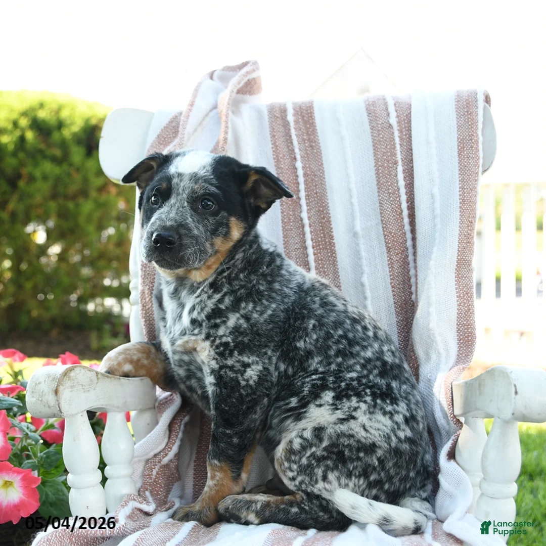 Australian Cattle Dog dogs for sale: Banjo - Ad 2