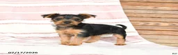 Yorkshire Terrier dogs for sale: Quincy - Ad 3
