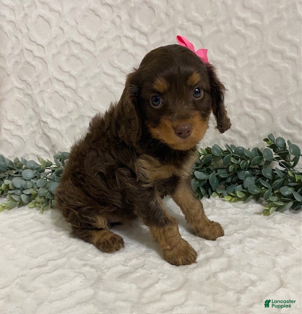 Cavapoo dogs Lexi - Ad 2