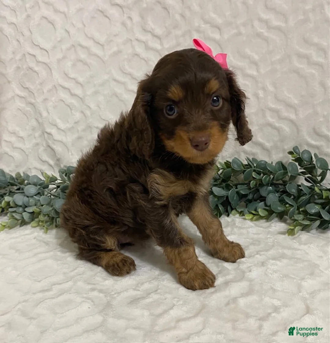 Cavapoo dogs for sale: Lexi - Ad 2