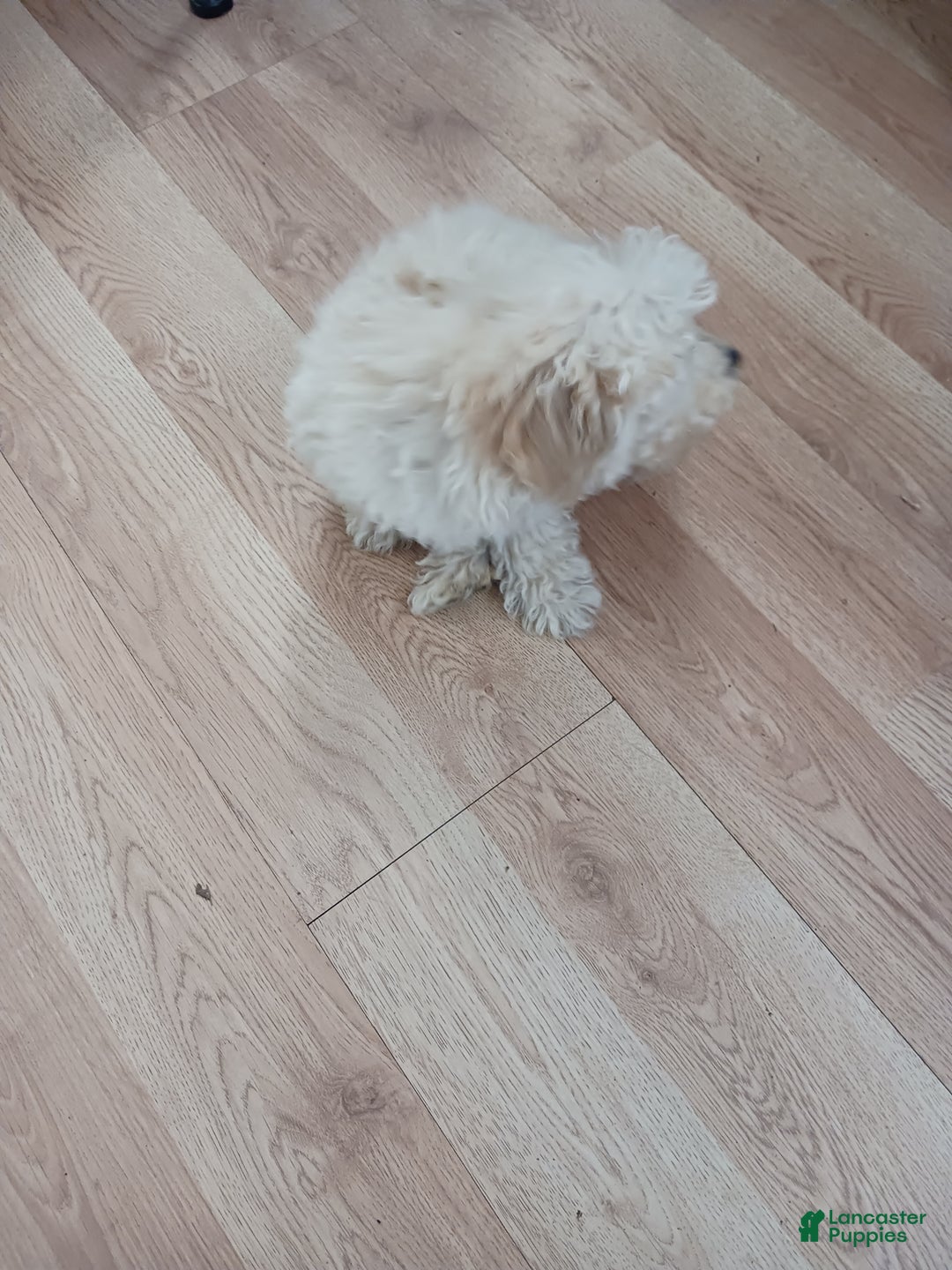 Toy Poodle dogs for sale: Charlie - Ad 4