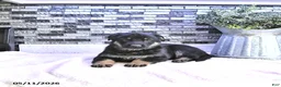 German Shepherd dogs for sale: Demi - Ad 2