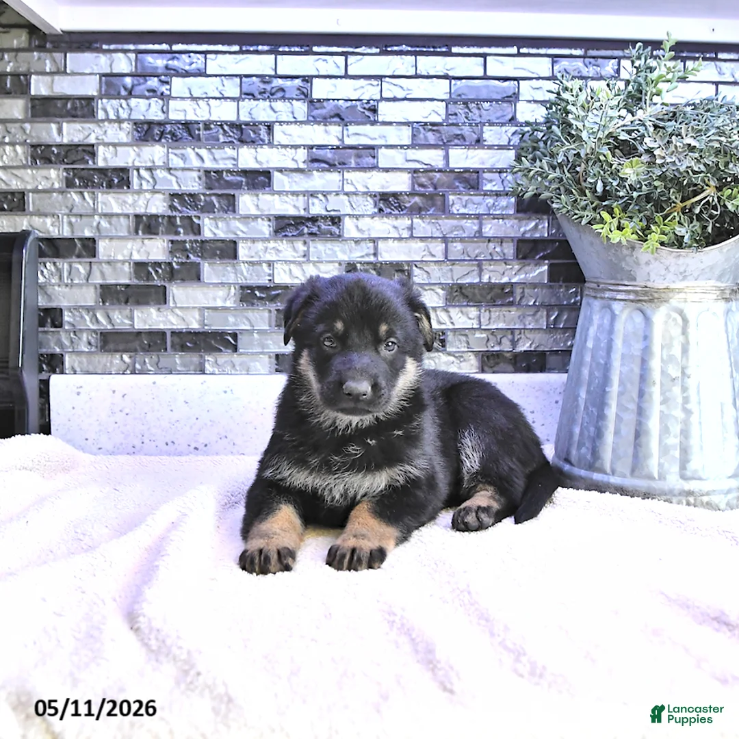 German Shepherd dogs for sale: Demi - Ad 2