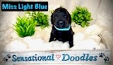 Goldendoodle dogs Miss Light Blue - Ad 1