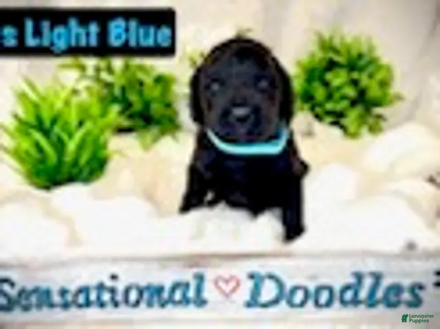 Goldendoodle dogs for sale: Miss Light Blue - Ad 1