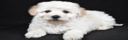 Bichpoo dogs for sale: wendy - Ad 1