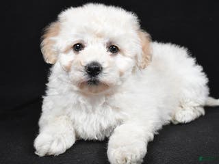 Bichpoo dogs wendy - Ad 29