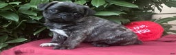Pug dogs for sale: Pug Puppy 2 - Ad 3