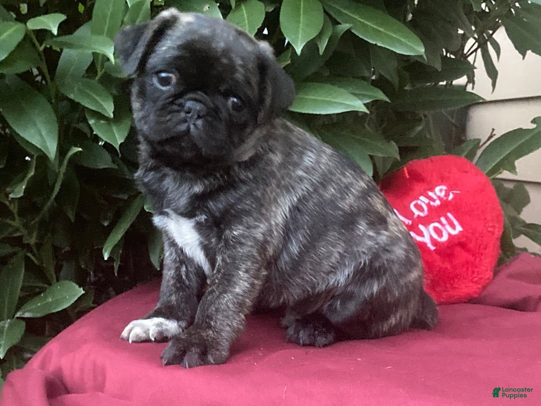 Pug dogs for sale: Pug Puppy 2 - Ad 3
