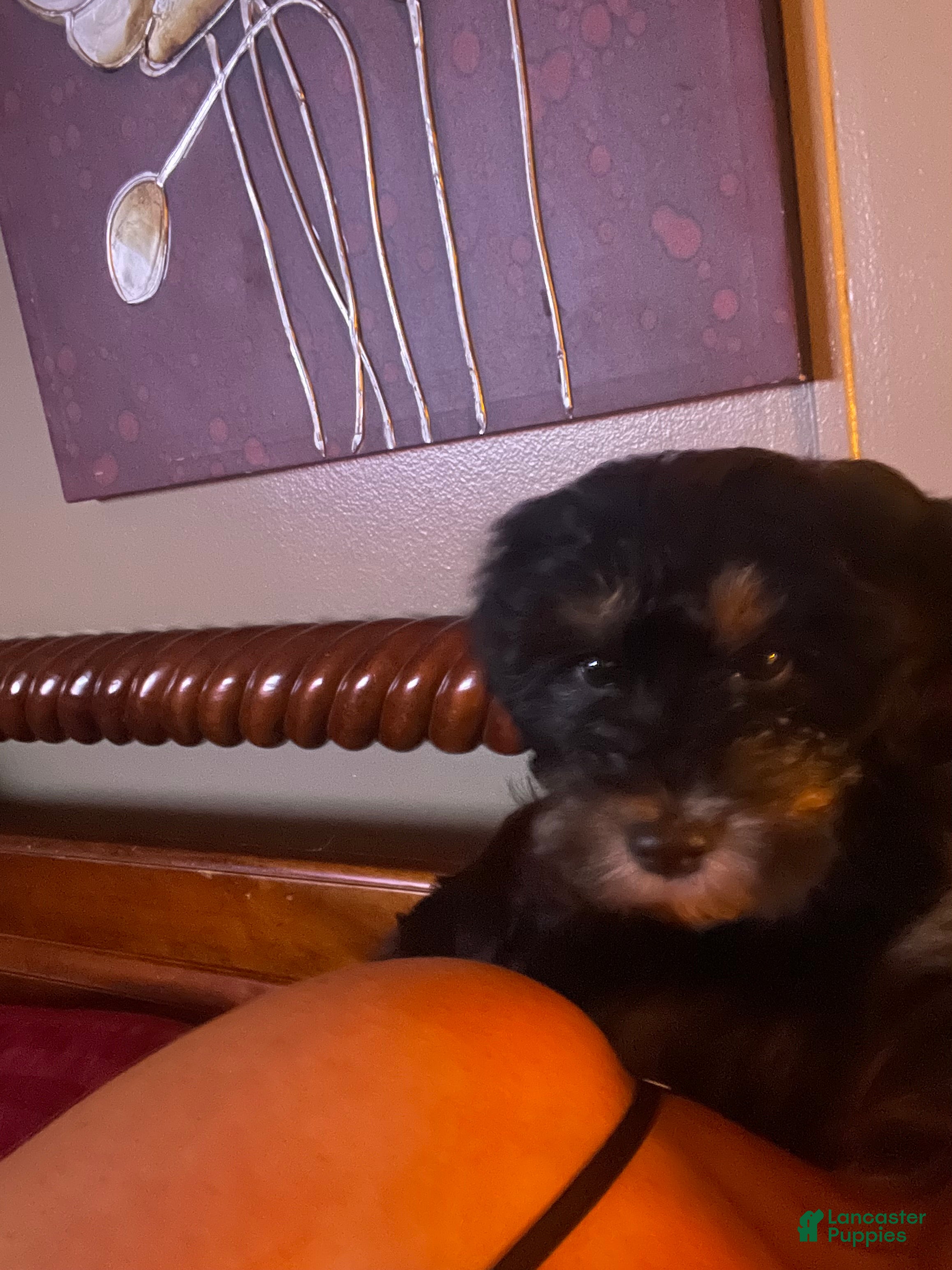 Mixed Breed dogs Dixie  - Ad 2