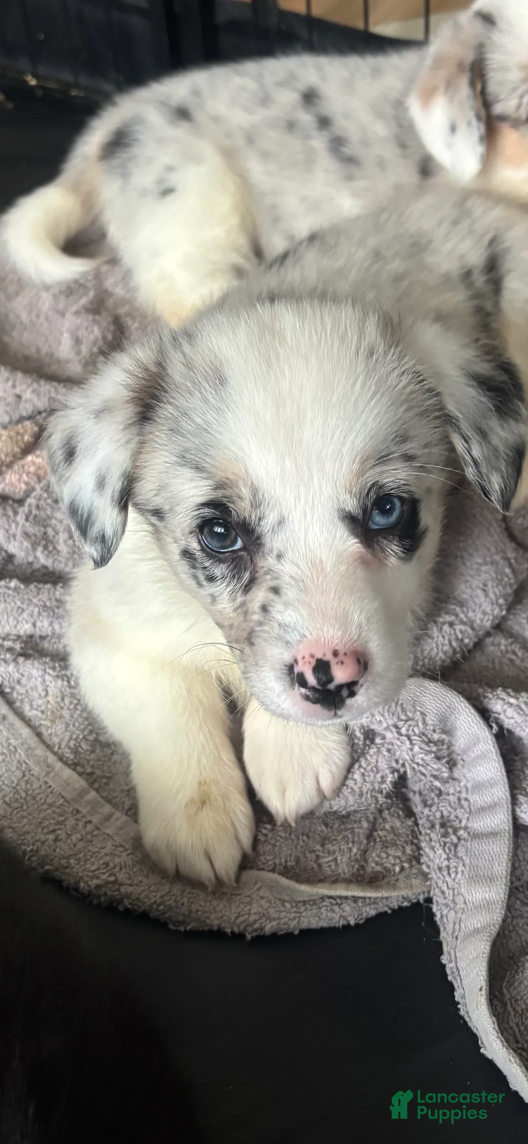 American Corgi dogs for sale: Jackie - Ad 1