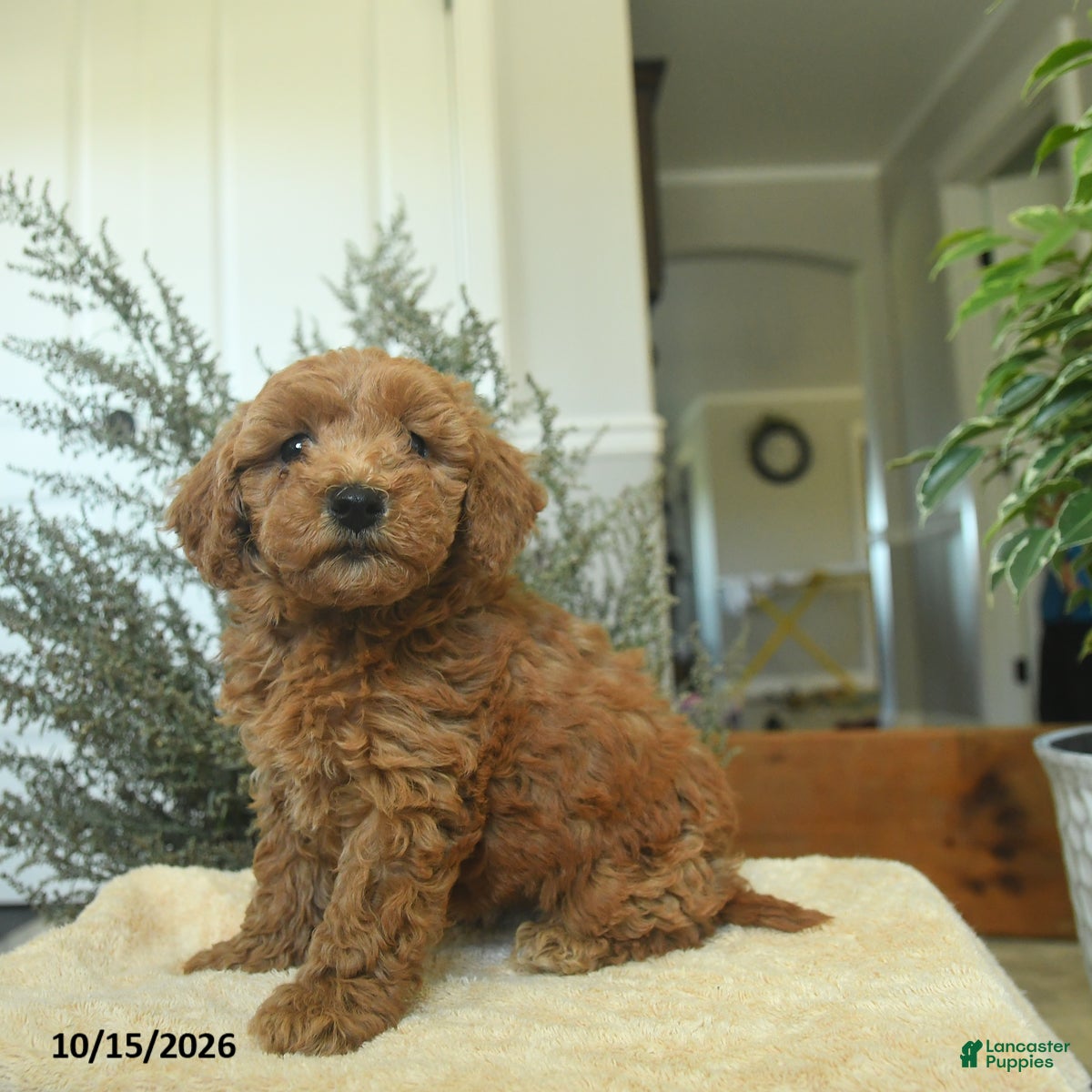 Miniature Poodle dogs Mia  - Ad 2