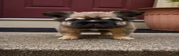 French Bulldog dogs for sale: Tomahawk  - Ad 2