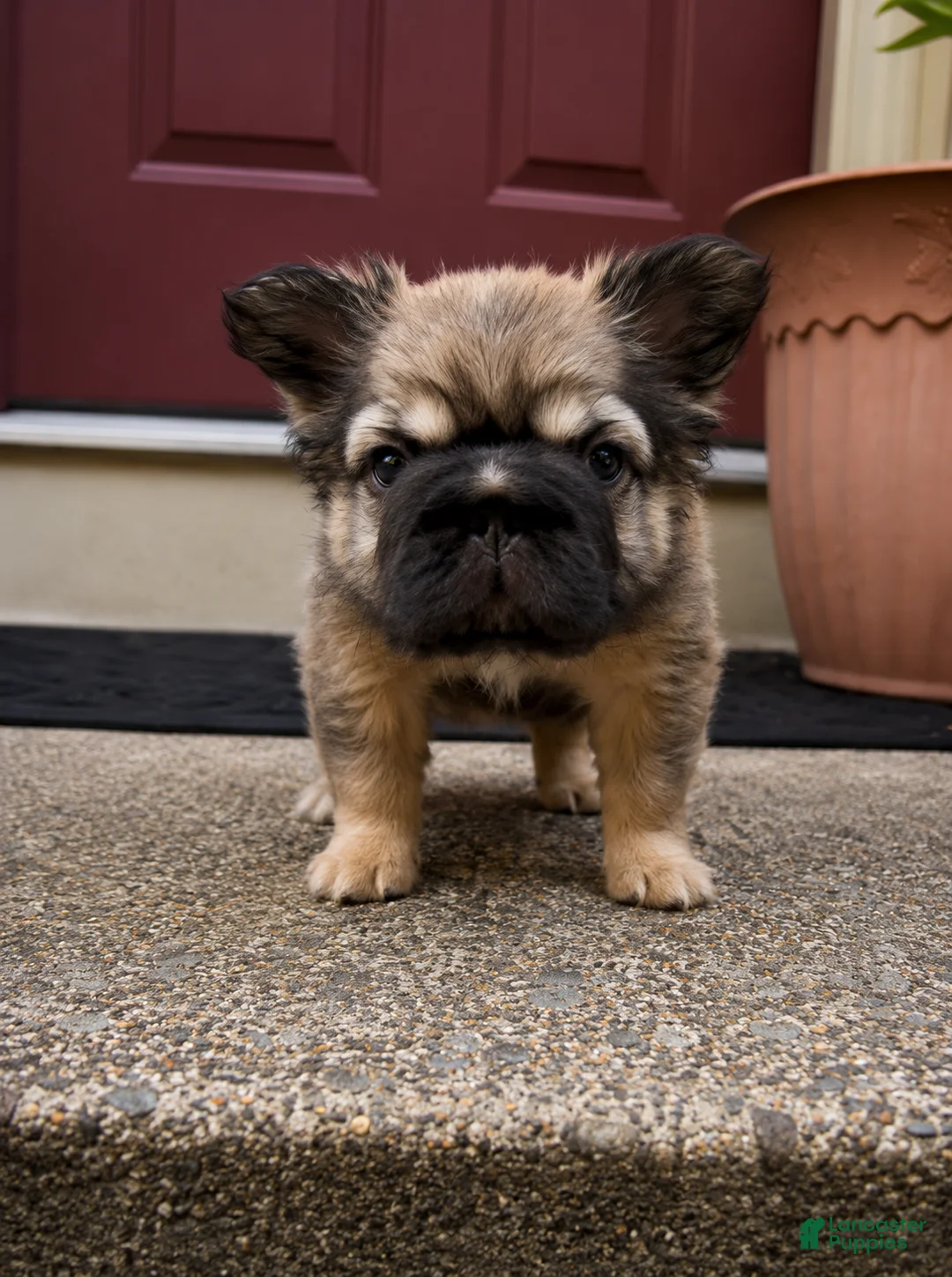 French Bulldog dogs for sale: Tomahawk  - Ad 2