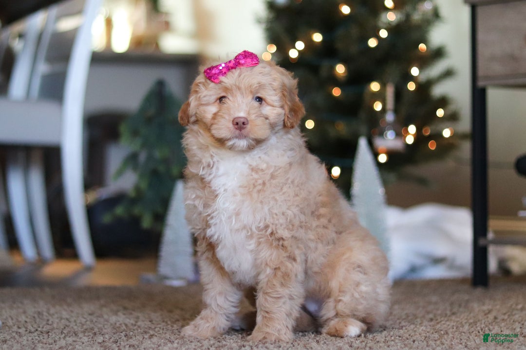 Mini Bernedoodle dogs for sale: Penny - Ad 2