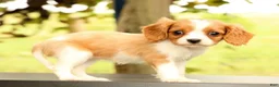 Cavalier King Charles Spaniel dogs for sale: Vanessa - Ad 5