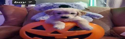 Golden Retriever dogs for sale: Golden Retriever 4 - Ad 1