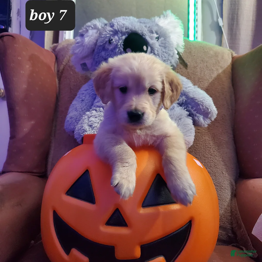 Golden Retriever dogs for sale: Golden Retriever 4 - Ad 1
