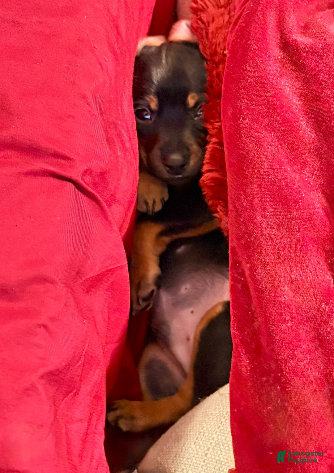 Mixed Breed dogs for sale: Pocket Pet 4 - Ad 5